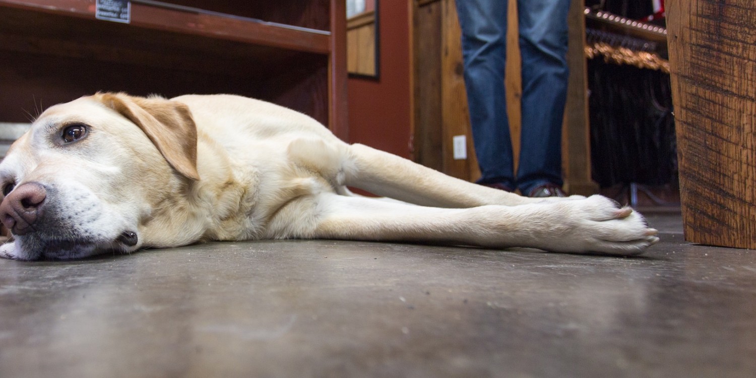 Can I Bring My Dog Here? 7 DogFriendly Bars in SF