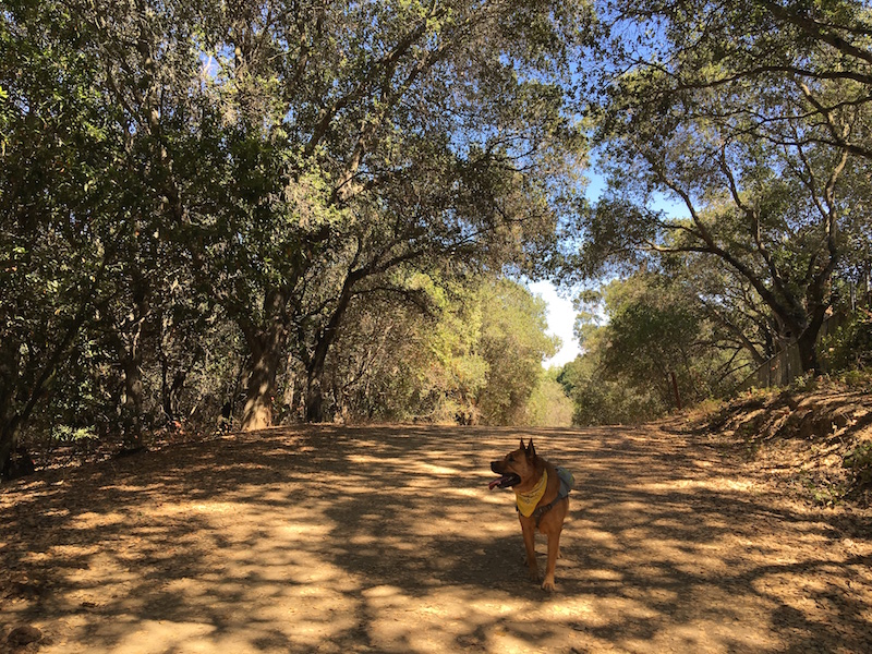 beautiful dog walks near me