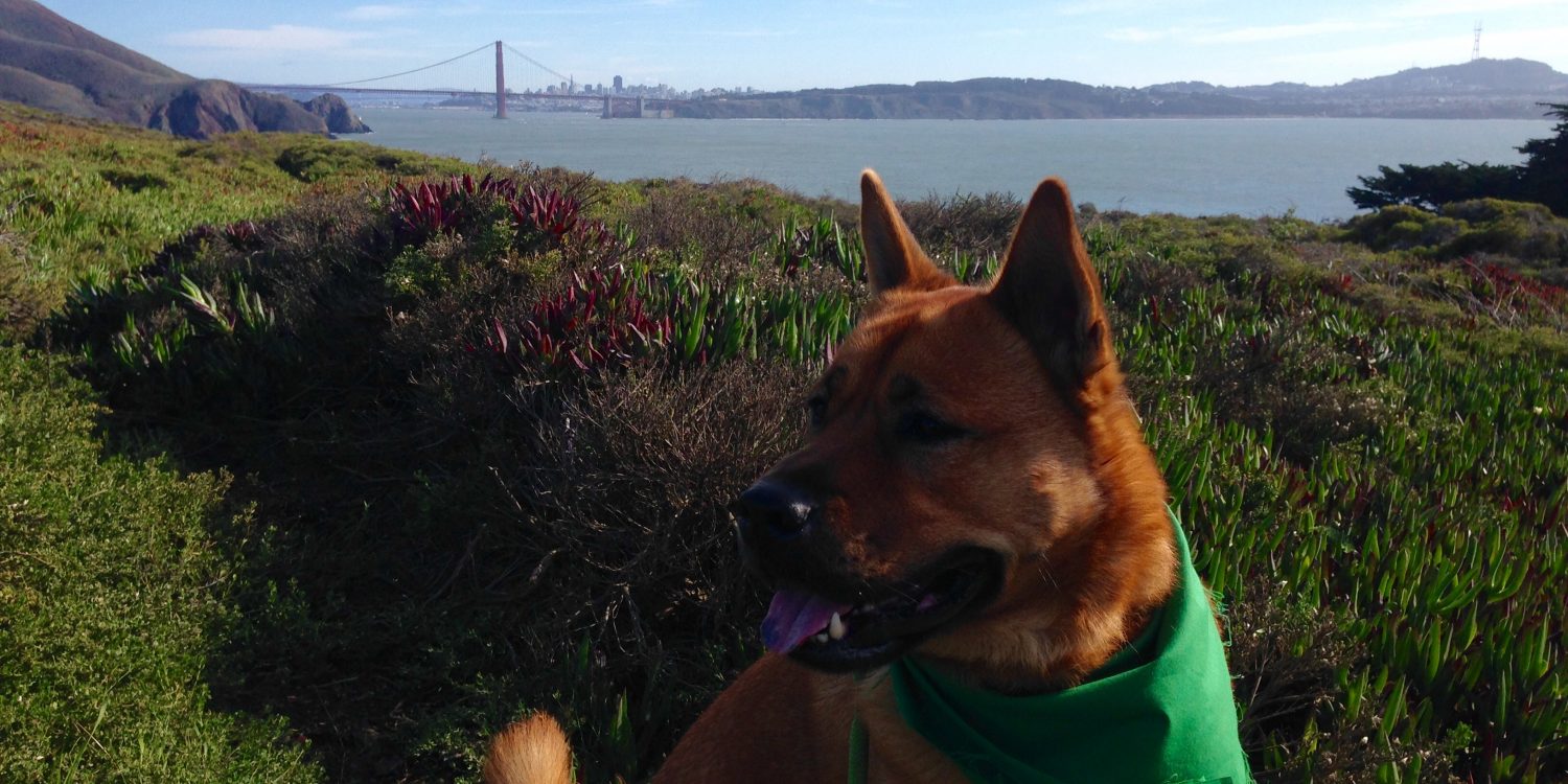 7 Beautiful Dog-Friendly Hikes in the Bay Area