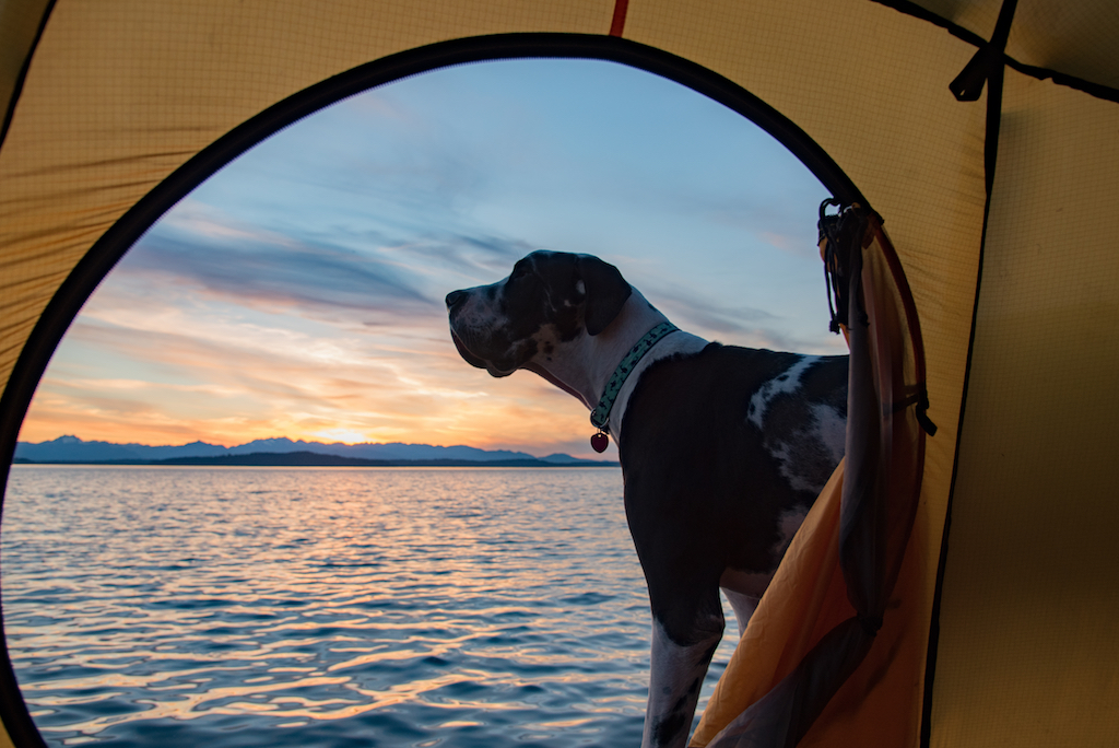 How to Camp With Your Dog