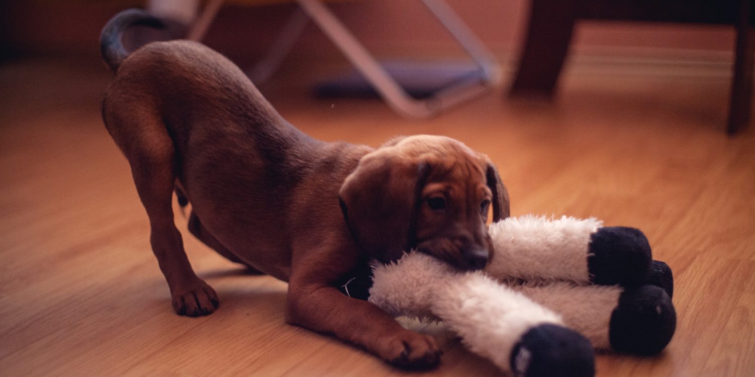 Don T Let Your Dog Get Cabin Fever Where To Exercise Inside