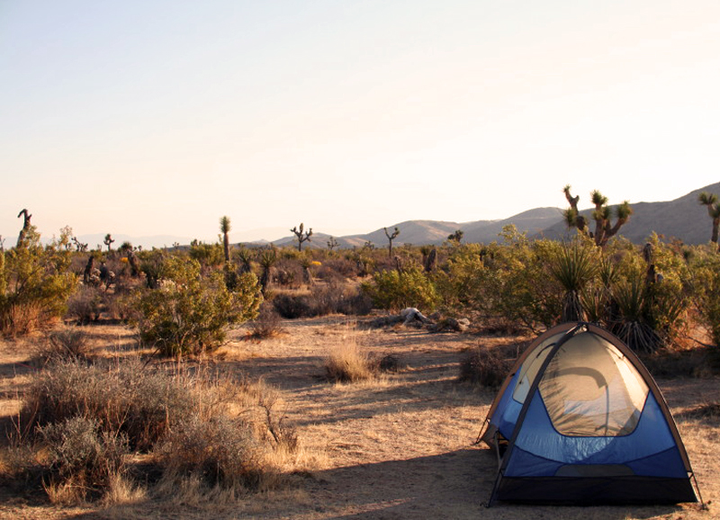 8 Joshua Tree Camping Sites For Seeing A Starry Night