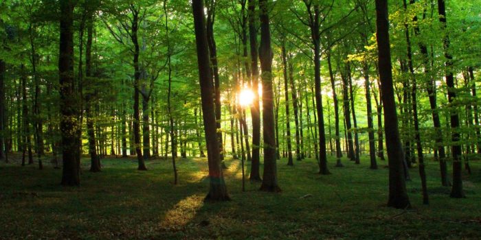 Forest Bathing 1 - TTTU
