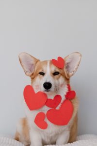 Don't forget pets when planning your Valentine's Day events.