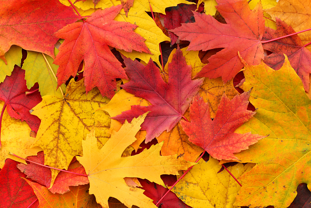 Autumn Colour Schemes For Your Next Event - Eventbrite UK